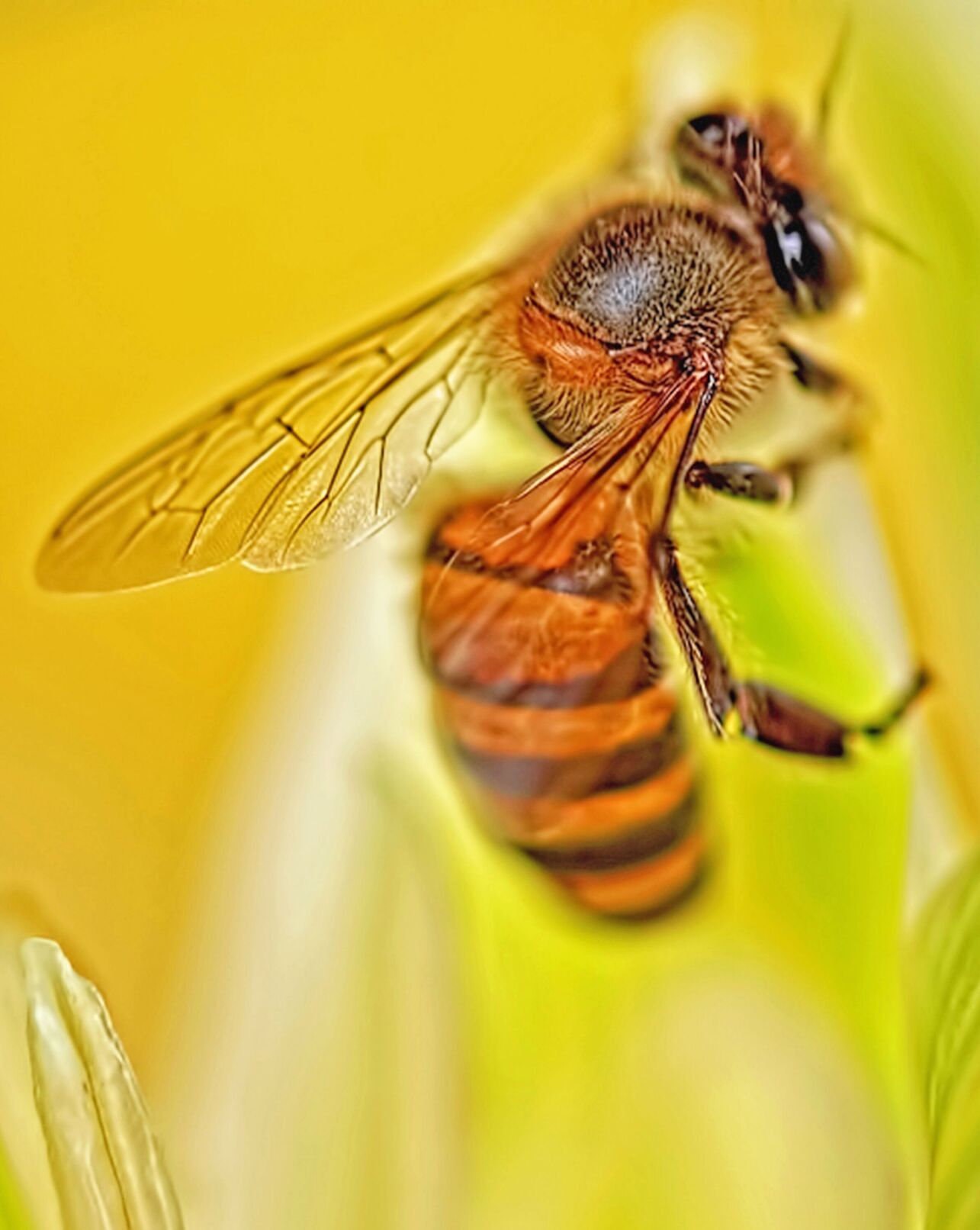 Bee production